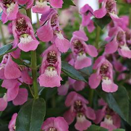 Angelonia augustifolia 'Aria Soft Pink'