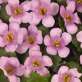Bacopa suerta cordata 'Bahia Pink Halo'