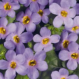 Bacopa suerta cordata 'Bahia Sky Blue'