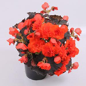 Begonia hiemalis 'Deep Orange Imp'
