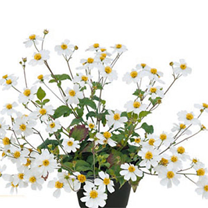 Bidens ferulifolia 'Bee White'