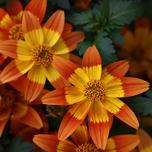 Bidens ferulifolia 'Bidy Boom Bonfire'