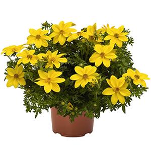 Bidens ferulifolia 'Bidy Gonzales Big'