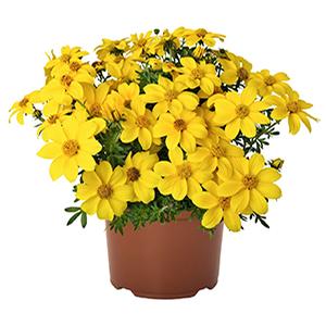 Bidens ferulifolia 'Bidy Gonzales Top'