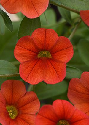 Calibrachoa hybrida 'Minifamous Neo Deep Orange'