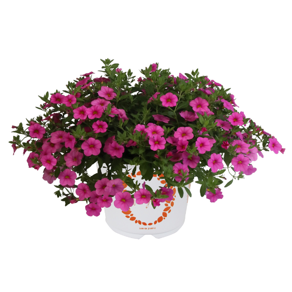 Calibrachoa Hybrida 'Aloha Clear Pink'