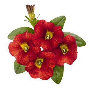 Calibrachoa Hybrida 'Aloha Fire'