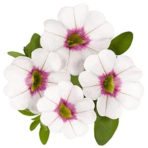 Calibrachoa Hybrida 'Aloha Royal White'