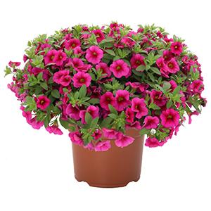 Calibrachoa Hybrida 'Aloha Kona Fuchsia'