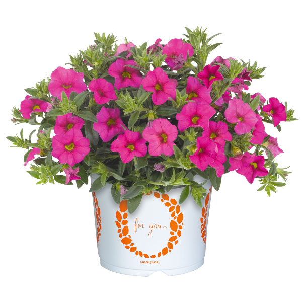 Calibrachoa Hybrida 'Aloha Kona Hot Pink'
