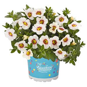 Calibrachoa Hybrida 'Aloha Kona Royal White'