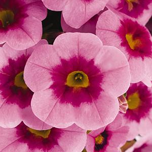 Calibrachoa Hybrida 'Aloha Kona Tiki Soft Pink'