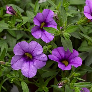 Calibrachoa hybrida 'Callie Sky Blue'