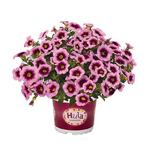 Calibrachoa Hybrida 'Hula Soft Pink'