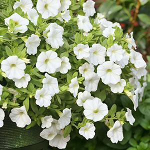 Calibrachoa hybrida 'Million Bells White'