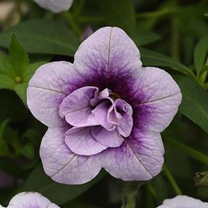 Calibrachoa hybrida 'Minifamous Uno Double PlumTastic'