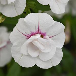 Calibrachoa hybrida 'Minifamous Uno Double White & Pink Whirl'