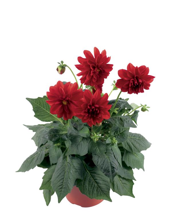 Dahlia hybrida 'Dahlinova Carolina'