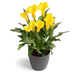 Calla Lilies zantedeschia rehmannii hybrida 'Captain Morelli - Yellow'