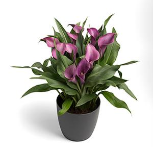 Calla Lilies zantedeschia rehmannii hybrida 'Grape Velvet - Purple'