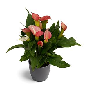 Calla Lilies zantedeschia rehmannii hybrida 'Peach Pazazz - Peach'