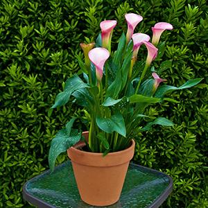 Calla Lilies zantedeschia rehmannii hybrida 'Peppermind Twist - Rose'