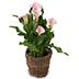 Calla Lilies zantedeschia rehmannii hybrida 'Pink Cloud - Soft Pink'