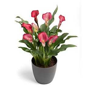 Calla Lilies zantedeschia rehmannii hybrida 'Pink Puppy - Dark Pink'