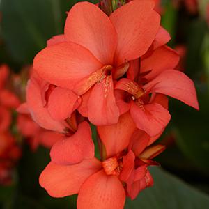 Canna generalis 'Cannova Red Shades'