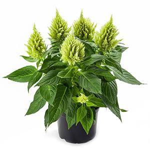 Celosia plumosa 'Kelos Fire Lime'