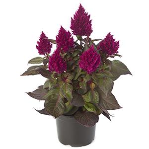 Celosia plumosa 'Kelos Fire Magenta'