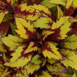 Coleus scutellarioides 'Flame Thrower Spiced Curry'
