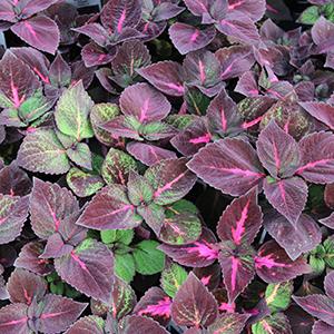 Coleus scutellarioides 'Perilla Magilla'