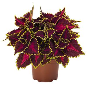 Coleus scutellarioides 'Main Street Ocean Drive'