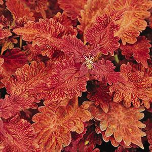 Coleus scutellarioides 'Stained Glassworks Copper'