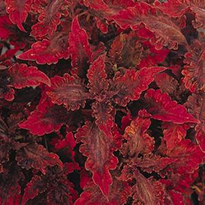 Coleus scutellarioides 'Stained Glassworks Molten Lava'