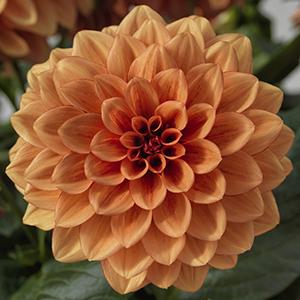 Dahlia hybrida 'Dahlegria Orange'