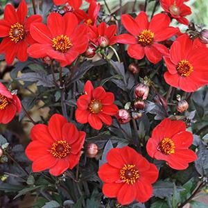 Dahlia hybrida 'Dahlegria Scarlet Fire'
