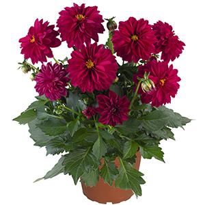 Dahlia hybrida 'Dahlinova Lisa Burgundy'
