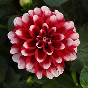 Dahlia hybrida 'Dalaya Dark Red and White'