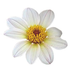 Dahlia hybrida 'Happy Days White'