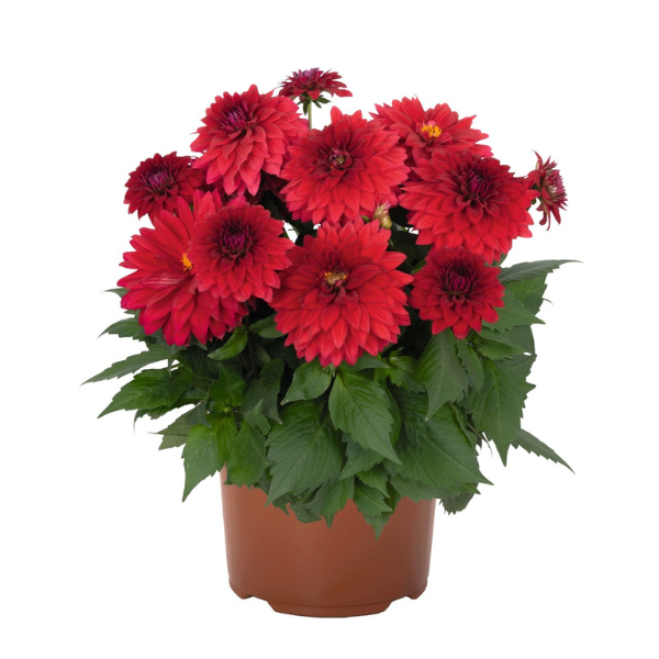 Dahlia hybrida 'Hypnotica Red Velvet'