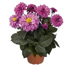 Dahlia hybrida 'Temptation Lavender'
