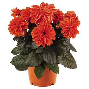 Dahlia hybrida 'Temptation Orange'