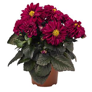 Dahlia hybrida 'Temptation Red Violet'