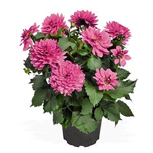 Dahlia hybrida 'XXL Paraiso'