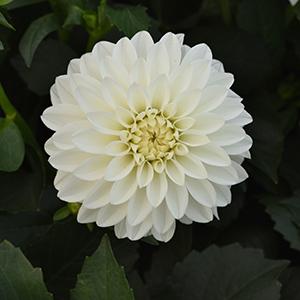Dahlia hybrida 'Venti White'