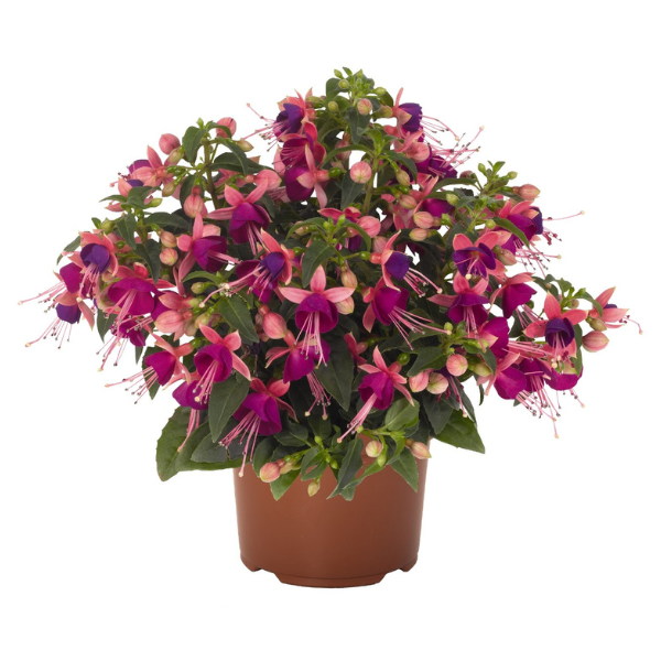 Fuchsia hybrid 'Aretes Upright Jollies Nancy'