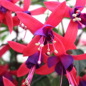 Fuchsia hybrid 'Aretes Upright Pompei'