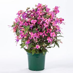 Fuchsia hybrid 'Windchimes Upright Lilac/Rose'